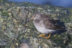 Purple Sandpiper, Calidris maritima