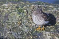 Purple Sandpiper, Calidris maritima