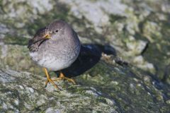 Purple Sandpiper, Calidris maritima