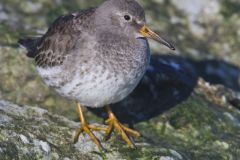 Purple Sandpiper, Calidris maritima