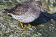 Purple Sandpiper, Calidris maritima