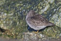 Purple Sandpiper, Calidris maritima