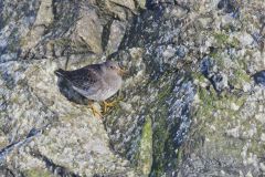 Purple Sandpiper, Calidris maritima