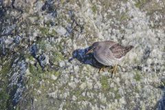 Purple Sandpiper, Calidris maritima