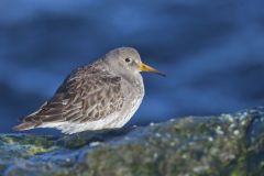 Purple Sandpiper, Calidris maritima