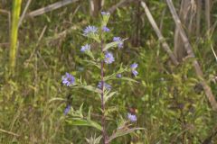 Purplestem Aster, Symphyotrichum puniceum