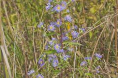 Purplestem Aster, Symphyotrichum puniceum