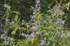 Purplestem Aster, Symphyotrichum puniceum