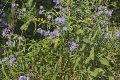 Purplestem Aster, Symphyotrichum puniceum