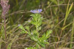 Purplestem Aster, Symphyotrichum puniceum