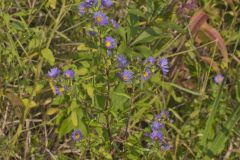 Purplestem Aster, Symphyotrichum puniceum