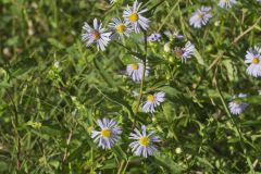 Purplestem Aster, Symphyotrichum puniceum