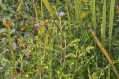 Purplestem Aster, Symphyotrichum puniceum