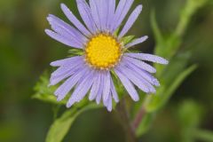 Purplestem Aster, Symphyotrichum puniceum