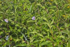 Purplestem Aster, Symphyotrichum puniceum