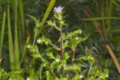 Purplestem Aster, Symphyotrichum puniceum