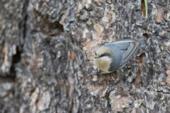 Pygmy Nuthatch, Sitta pygmaea