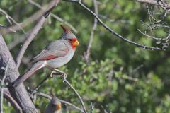 Pyrrhuloxia, Cardinalis sinuatus