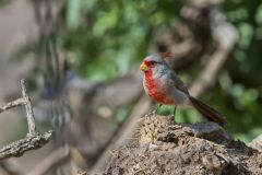 Pyrrhuloxia, Cardinalis sinuatus