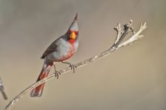 Pyrrhuloxia, Cardinalis sinuatus