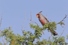 Pyrrhuloxia, Cardinalis sinuatus