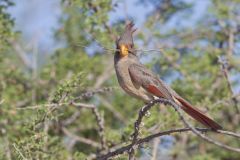 Pyrrhuloxia, Cardinalis sinuatus