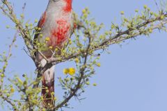 Pyrrhuloxia, Cardinalis sinuatus