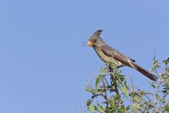 Pyrrhuloxia, Cardinalis sinuatus