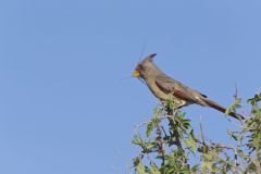 Pyrrhuloxia, Cardinalis sinuatus