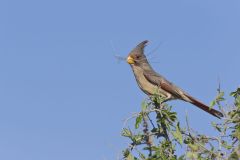 Pyrrhuloxia, Cardinalis sinuatus