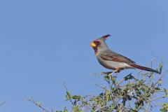 Pyrrhuloxia, Cardinalis sinuatus