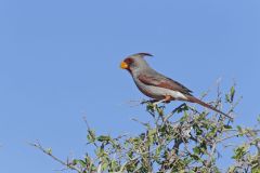 Pyrrhuloxia, Cardinalis sinuatus