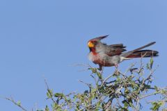 Pyrrhuloxia, Cardinalis sinuatus