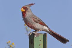 Pyrrhuloxia, Cardinalis sinuatus