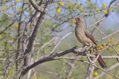 Pyrrhuloxia, Cardinalis sinuatus