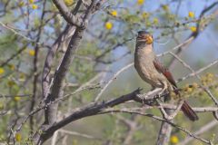 Pyrrhuloxia, Cardinalis sinuatus