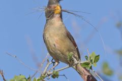 Pyrrhuloxia, Cardinalis sinuatus