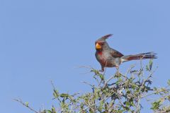 Pyrrhuloxia, Cardinalis sinuatus