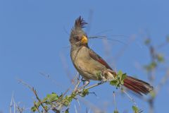 Pyrrhuloxia, Cardinalis sinuatus