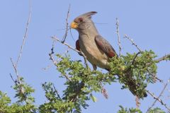 Pyrrhuloxia, Cardinalis sinuatus