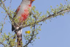 Pyrrhuloxia, Cardinalis sinuatus