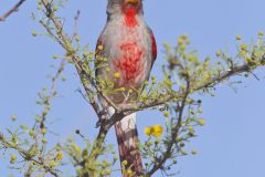 Pyrrhuloxia, Cardinalis sinuatus