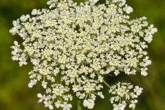 Queen Anne's Lace, Daucus carota