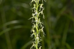 Ragged Fringed Orchid, Platanthera lacera