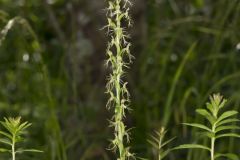 Ragged Fringed Orchid, Platanthera lacera