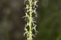 Ragged Fringed Orchid, Platanthera lacera