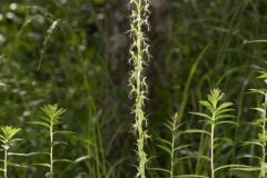 Ragged Fringed Orchid, Platanthera lacera