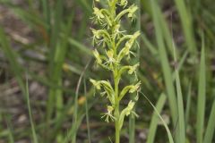 Ragged Fringed Orchid, Platanthera lacera