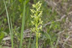 Ragged Fringed Orchid, Platanthera lacera