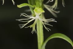 Ragged Fringed Orchid, Platanthera lacera